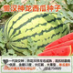 8424 Authentic Grafted Seedlings with Soil and Seedless Midu Kirin Early Mature Seedlings Watermelon Seedlings Lazy Man Watermelon Seedlings Buy 10+10 Real Hair 20 Plants + Fertilizer