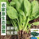【可越冬】大叶菠菜种子散装菠菜籽四季播耐寒秋冬季蔬菜种子 【抗热+】大叶菠菜种子(高發芽率 原厂精装种子2袋2694粒
