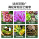 Shangyang sphagnum moss about 12L (level 2) turtle hibernating climbing pet Clivia orchid moss potted fluffy moisturizing nutritious soil