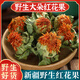 
Beijing Tongrentang Tibetan saffron Chinese medicinal materials 500g new product dried saffron fruits soaked in water and brewed tea red flowers 500g selected saffron fruits [new flowers]
