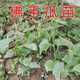 Chayote seedlings, seedlings with roots, seeds, larvae seedlings, melon seedlings, handrail melon planting seedlings, 24 chayote seedlings