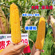 稻玉丰农业贵农玉999大棒品质好白轴籽粒深偏硬粒型优质玉米种子 贵农玉999玉米种子     5袋 4斤装/袋