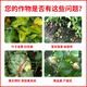 Jinzhengda calcium and magnesium water-soluble fertilizer with medium amount of elements for fruit trees and vegetables to prevent hollow cracked fruit deformity, fruit expansion and fruit strengthening fertilizer calcium and magnesium for fertilization 5L