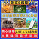 Chuangjingyi wählt Cartoon u Disk TV Kleinkinder Englisch Aufklärung Cartoon U Disk Zero Foundation Lern ​​Englisch Early Education Englisch Intermediate B32G