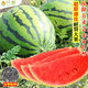 Changgong 8424 Rock Sugar Kirin Watermelon Seed Sweet King High Yield Kirin Lazy Man Seedless Giant Watermelon Four Seasons Fruit Seed Zaojia 8424 Watermelon 50g canned