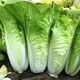 Beishu cream fast vegetable seed seedlings spring cabbage vegetable seeds Zhuo crisp fast whipped cream fast vegetable seeds about 500 pieces