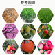 Senhuo Jinbang Zheng's Chemical 8% Aminobutanol Garden Green Plant Resistance, Stress and Disease Resistance, Vegetable Expansion, Coloring, Increase Yield, Cold Resistance, Promote Cell Division, Preserve Flowers and Fruits, Growth Regulator 50g/bag*10 bags