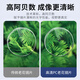 玉品堂老花镜男女款 超轻便携老花眼镜 高清耐磨时尚花镜中秋送礼 G5024-紫红色 250度建议61-65岁