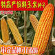 Qianyu 1808 hybrid field corn seeds, stable yield, large sticks, disease resistance, lodging resistance and drought resistance, feed for southern spring and autumn planting Qianyu 1808 (original one Jin Jin is equal to 0.5 kg)