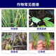 Syngenta Liangdunjing metalaxyl, fludioxonil, rice root rot, bakanae disease seed coating agent, pesticide and fungicide 10ml*1 bag