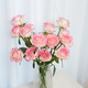Jingdong flowers rose Aisha 10 stems soilless cultivation branch length 50-55cm gift flower Shandong base source straight