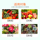 Guoguang Huasi 2% Benzylaminopurine Cell Division Flower Bud Differentiator Plant Growth Regulator