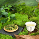 西湖牌2025新茶上市绿茶龙井茶叶 特级精选50g罐装 明前茶春茶