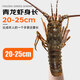 Mr. Fish Seller Indonesian live frozen blue lobster 200-300g/piece Extra large lobster Hualong seafood water produces fresh shrimp