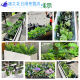 仿真绿植套装仿真花隔断植物装饰摆件花槽龟背叶花箱假花造景 e3895x20m五彩斑斓