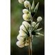 Shiyun velvet flower brooch Yangzhou same intangible cultural heritage handmade green plum pine needle headdress Valentine's Day gift for girlfriend hair accessories (not supported for 7 days without reason)
