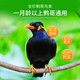 Kaiyuan (KO) full price myna food, bird food, bird food, feather aid bird food, probiotic nutritious bird food 1000g 1 bottle/bag