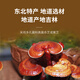 Ruijitang ruijitang break wand ganoderma lucidum spore pulver authentic changbai montage wild speziell