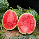 Shouhe watermelon seed seedlings Kirin 8424 thin-skinned large melon super sweet fruit seeds Weifeng Crunchy 8424 seeds 40 capsules