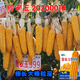 稻玉丰农业贵农玉999大棒品质好白轴籽粒深偏硬粒型优质玉米种子 贵农玉999玉米种子     5袋 4斤装/袋