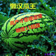 Extra large watermelon seeds, high yield, super sweet, early maturing, four seasons, giant lazy melon king, few seeds, giant dragon watermelon vegetable seeds, giant large fruit watermelon seeds (high sugar and super sweet), original factory packaging, 3 packs of exquisite products, about 150 seeds