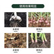 Garlic bacteria clear original solution garlic special medicine dry tip yellow leaf root rot leaf blight leaf blight rust purple spot biofertilizer agent one bottle of garlic bacteria clear