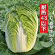 Japanese Xiayang heat-resistant Chinese cabbage seeds, vegetable seeds, Shandong summer high temperature, autumn four-season Bai Lai, Lieyang King Kong cabbage 10 grams (heat-resistant below 43 degrees)