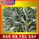 New species in stock original Liangyu 99 corn seeds disease resistance and temperature tolerance Shandong Denghai Liangyu 99 hardcore corn big cob Denghai Liangyu 99 5118 grains 3.8Jin Jin equal to 0.5kg about x1 bag