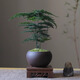 Eight-bud asparagus potted plant indoor living room Chinese Zen bonsai good to maintain green plants office decorations creative flowers Zen potted asparagus - containing melamine tray good with potted plants