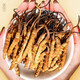 Boîte cadeau lei Yunshang Wild Cordyceps 5G Tibet Nagqu Cordyceps Gift to Elders Tonic Nutritional Products
