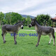 Outdoor simulation animal donkey mule sculpture donkey meat fire shop farm layout decoration large floor-standing ornaments large female donkey Dingjin