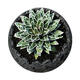 Planet on the tree Planet Plant Snow Agaveaceae succulent plant Large potted flower Snow Diameter 10-12cm No potting