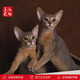The Abyssinian cat kitten purebred pet cat Ancient Egyptian imperial cat home with ideal pet competition grade [Boutique Abyssinian cat]