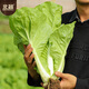 Beishu cream fast vegetable seed seedlings spring cabbage vegetable seeds Zhuo crisp fast whipped cream fast vegetable seeds about 500 pieces