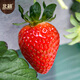 Beishu red strawberry seeds seedlings four seasons potted balcony indoor courtyard fruit seeds cream strawberry seeds 1000 capsules