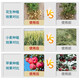 28 table high brassinolide plant growth regulator rooting and seedling foliar fertilizer vegetable flower and fruit preserving pesticide 1000g