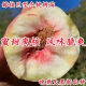 Junhao NUEVA VARIEDAD DEL PEQUETO INGRETADO PIENTURAS DE MONTRA TARDETAS MATRADAS MATRADAS TARDE CON RESISTENCIA RESISTENCIA RESISTANTE RED HEACH RETLINGS de durazno dando frutos en el norte y sur ese año [recomendado 679 plántulas] Dos en 4 años de Invierno Peach No. 3 Sweet Peach King
