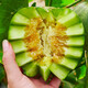 Beishu Melon Seeds Emerald Rock Sugar Seeds Croissant Honey White Sand Honey Spring Cantaloupe Seeds Beishu Bing Jade Melon Seeds 50 capsules