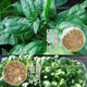 【可越冬】大叶菠菜种子散装菠菜籽四季播耐寒秋冬季蔬菜种子 【抗热+】大叶菠菜种子(高發芽率 原厂精装种子2袋2694粒