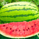 Shouhe Lazy Man Watermelon Seed Lazy Man King Melon Extra Large Spring No Pruning Lazy Man Fruit Seedling Southern Sweet Lazy God No. 1 Lazy Man Watermelon Seed 100g/medium ripe