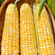 Ldeal ideal agriculture fruit sweet corn seeds field non-GMO high-yielding sweet and crisp corn seeds that can be eaten raw