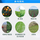 沪联植保 沪联万红 757草甘膦 68%草甘膦铵盐粉剂农药 非耕地除杂草行间杂草烂根农用草甘磷除草剂 50克/袋*1袋