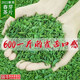 
Meishan Yunwu Special Grade Bishe Bucket 500g Bishe Tea 2025 New Tea Mingqian Gaoshan Tongue Broken Tea Slices Strong Flavor Mingqian Selected Tender Fragrance One Jin [Jin equals 0.5 kg] One large bucket