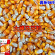 Academy of Agricultural Sciences Corn Seed Collection Original Lile 969 High Yield Short Stem North and South Spring and Summer Corn Seeds (Lile 969) Original (2 Jin Jin equals 0.5 kg) Disease Resistance and Lodging Resistance