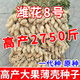 Shandong shelled original extra large peanut seeds, high yield, thin-skinned large fruit, 4 red seeds, 50 Jin Jin equals 0.5 kg, oil output