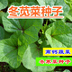 Winter vegetable seeds, winter amaranth, Eastern Han cuisine, water chestnuts, high calcium vegetables, Sichuan autumn and winter potted garden vegetable seeds, fresh and beautiful winter vegetable seeds, 10 grams, about 2,000 pieces