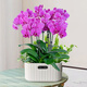 Aiyoushang Phalaenopsis with buds potted autumn and winter orchid seedlings New Year's Eve flowers four seasons flowers and plants purple six indoor source straight hair