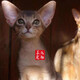 The Abyssinian cat kitten purebred pet cat Ancient Egyptian imperial cat home with ideal pet competition grade [Boutique Abyssinian cat]