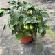Tomato potted imported tomato seedlings with flowers and fruits four seasons tomato fruit flower seedlings edible outdoor cherry tomatoes small tomato potted with fruit shipped four pots