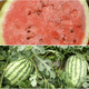 Zhongke Maohua Fruit and Vegetable Seeds Authentic Xinong No. 8 Watermelon Seeds Hybrid Large Fruit Type Red Flesh Northwest Agricultural University Xinong No. 8 Stable Production Base Planting Authentic Xinong No. 8 50g/box Thick Box